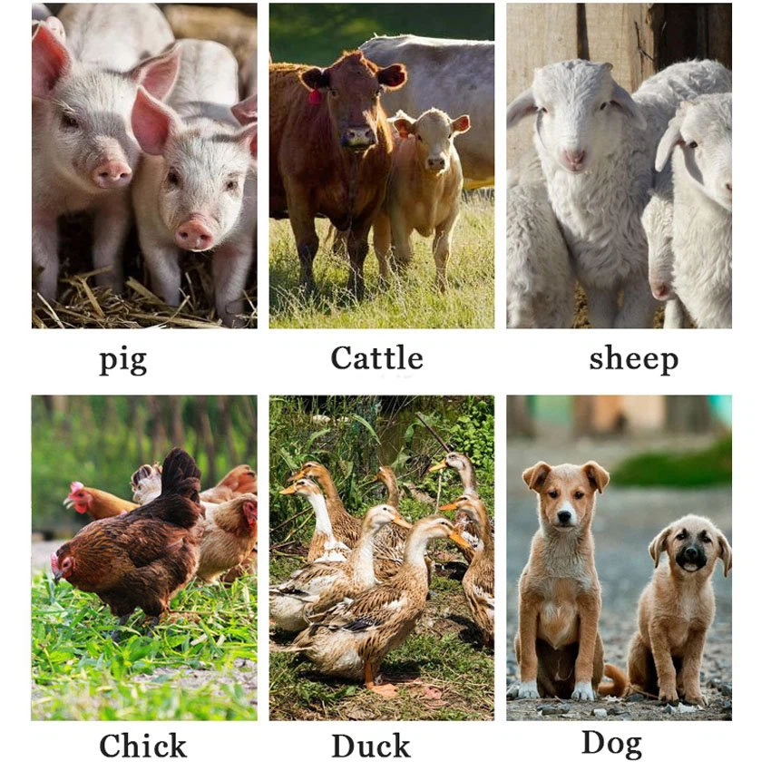 Application of 5ml veterinary disposable syringe