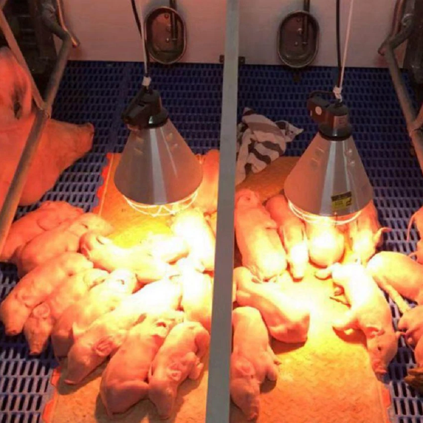Applicable places for infrared lights for chickens Applicable places for infrared lights for chickens