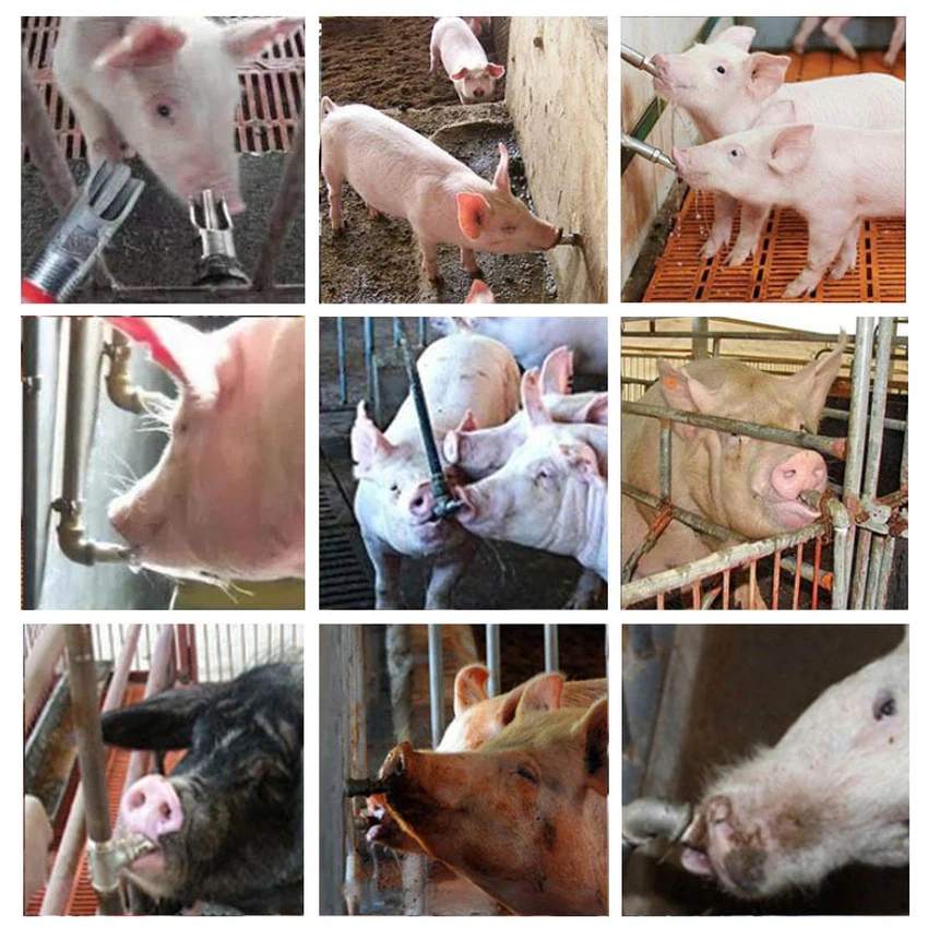 Application of pig nipple drinker Application of pig nipple drinker